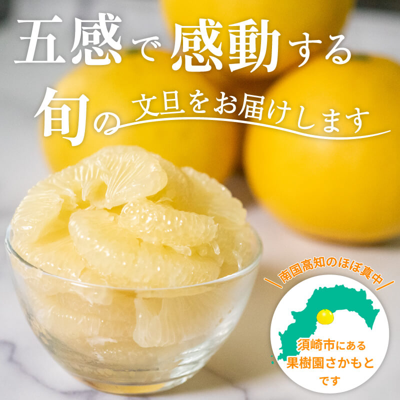 【2025年2月より発送】 高知県産 土佐文旦 家庭用 訳あり 10kg 大小混合品 【フルーツ】