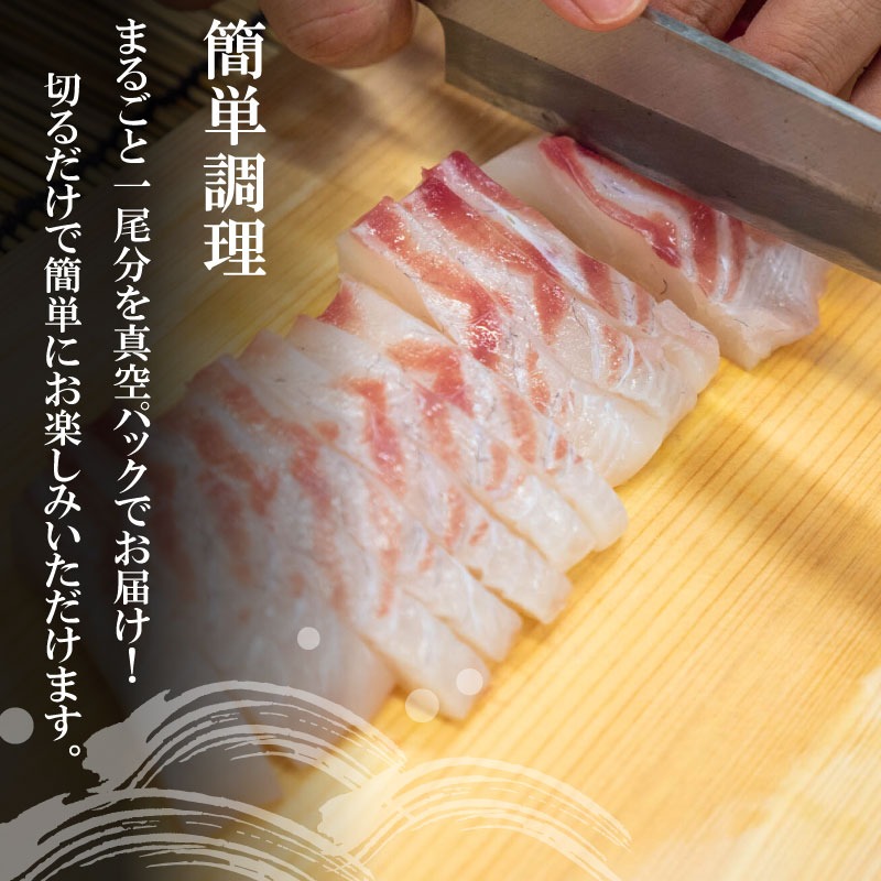 漁師自慢の逸品「須崎舞鯛」 お刺身用 2匹分