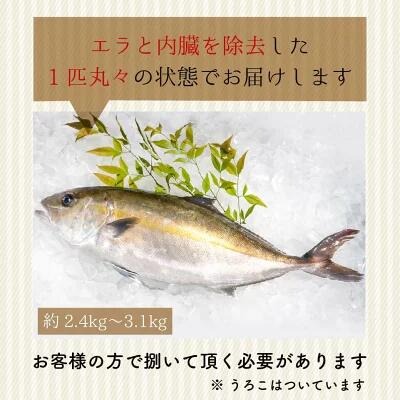 高級カンパチ 「須崎勘八」 まるごと１尾
