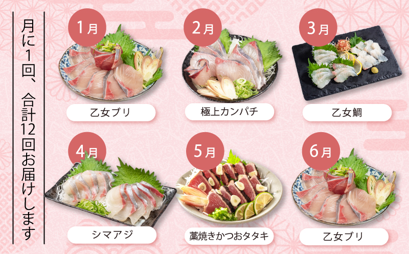 刺身 定期便 【 12ヶ月 】 小島水産 がお届けする！ 美味しい お刺身 1年 コース ( 鮮魚 下処理済 ) 産地直送 12回 新鮮 鮮魚 （ 鰤 ブリ 勘八 カンパチ 鯛 乙女鯛 真鯛 マダイ かつおのタタキ 鰹 カツオ 鰹のたたき 縞鯵 シマアジ ） 刺身 高知県 須崎市