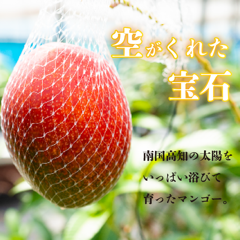 【早期予約】《2026年5月中旬から発送》マンゴー 秀品 2~4玉 900g 果物 完熟 フルーツ 完熟マンゴー 期間限定 ギフト 贈答用 ふるさと納税マンゴー 甘味 デザート 甘い 産地直送 高知県 須崎市