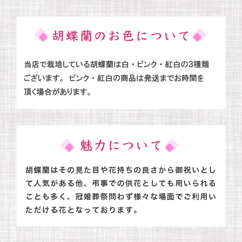 【訳あり】須崎洋蘭園 胡蝶蘭 ピンク 3本立て スタンダード
