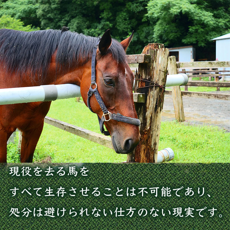 【返礼品なし】 競走馬 引退馬はどこへ？ 黒潮友馬会応援 【9千円コース】