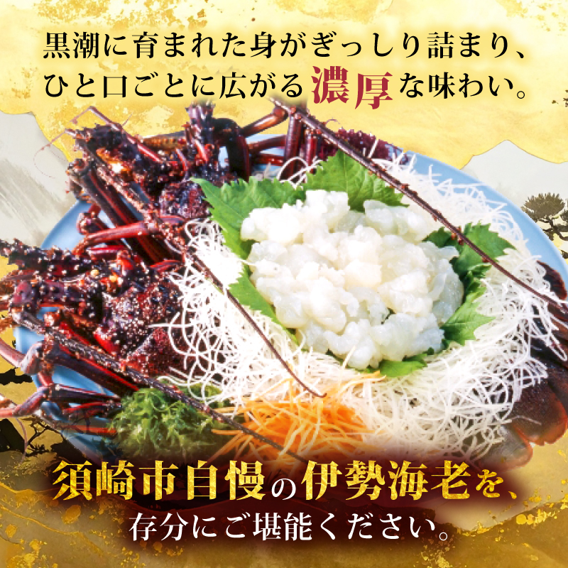 須崎産 冷凍 伊勢海老 200～300g｜伊勢海老 伊勢エビ 伊勢 海老 エビ イセエビ 刺身 味噌汁 鍋 ボイル エビフライ アレンジ可 新鮮 海鮮 高知県 須崎市 YI009