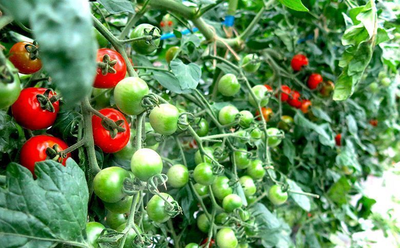 【酵素と微生物で土のリサイクル】 古い土を再生します！200Lバージョン