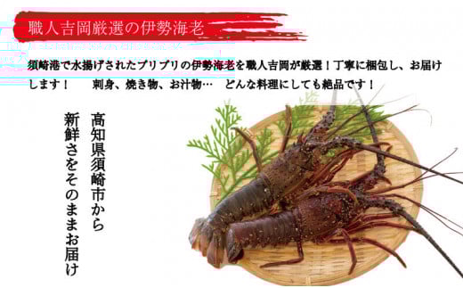 【吉岡の冷凍伊勢海老】 350g～450g 【高知県】