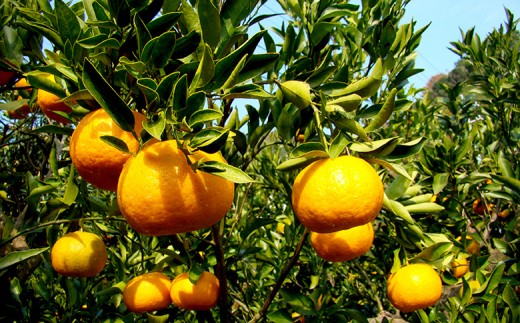 【早期予約】 訳あり ぽんかん 家庭用 10kg サイズ 混合 【道の駅須崎】