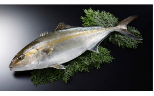 【きわめて美しく、極めて美味しい】極美勘八 【きわみかんぱち】 セット 【みなみ丸】