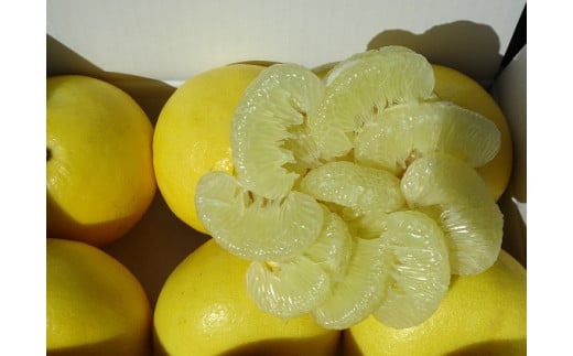 【早期予約 2026年2月下旬より順次発送】 土佐文旦 6kg 高知県産 柑橘 フルーツ 文旦 ぶんたん ブンタン 分担 果物 みかん 文旦 産地直送 高知県 須崎 須崎市 南国高知からの贈り物 HNT011