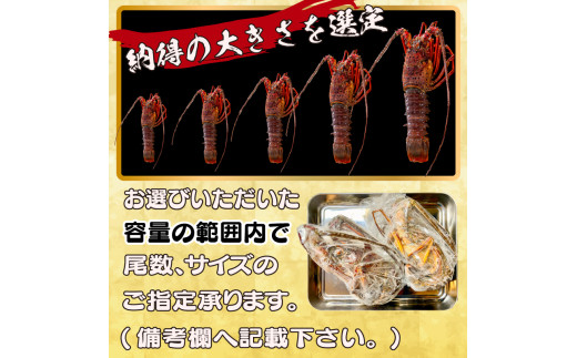 訳あり 朝獲れ 伊勢海老 350g ～ 450g 規格外 わけあり 急速 冷凍 産地直送 須崎 高知 海鮮 魚介類  お正月 お祝い イセエビIKY034_x 350g~450g(1~3尾)