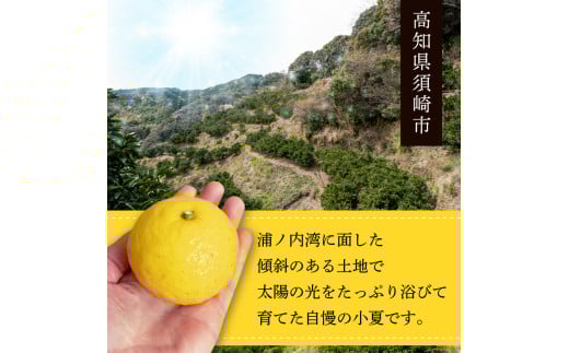 【早期予約 5月中旬～発送】 【 訳あり 】 小夏 ( 日向夏 ) 5kg 産地直送 ニューサマーオレンジ 無印 等級  旬 高知 県 須崎 産  柑橘 初夏 フルーツ 果物 こなつ コナツ ひゅうが夏 みかん オレンジ HK001 訳あり（無印）