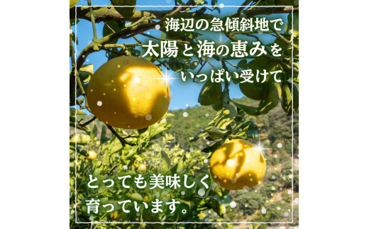【早期予約】 文旦 家庭用 5kg 2025年2月下旬?順次発送 訳あり 5kg