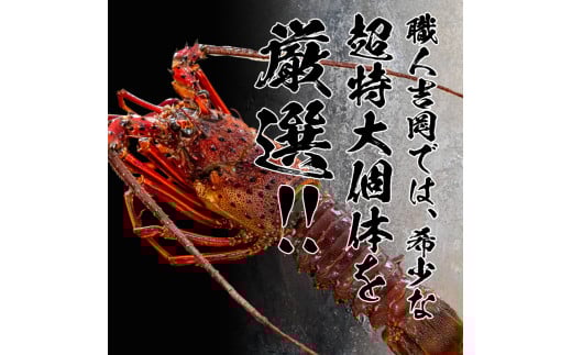 【2026年4月より順次配送】超特大 伊勢海老 800g以上 1尾 冷凍 ( 超特大サイズ 急速冷凍 えび エビ 高級 鮮魚 海鮮 魚介 刺身 焼き物 汁物 ギフト 贈答 贈り物 祝い 歳暮 中元 ) IKY043-all 1尾(800g以上)