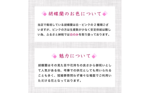 胡蝶蘭 7本立て 紅白 お祝い 須崎洋蘭園 SY012_x 紅白 7本立て