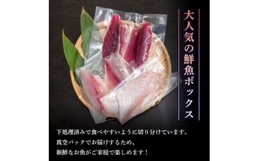 船上 神経締め 天然 鮮魚 詰め合わせ 朝獲れ直送 下処理済み 2~3種入り 500g以上 （2026年3月出荷） 冷凍 刺身 魚種お任せ 水揚げ 海鮮 魚介 産地直送 新鮮 魚 鮮魚ボックス 2026年3月出荷 500g（冷凍）
