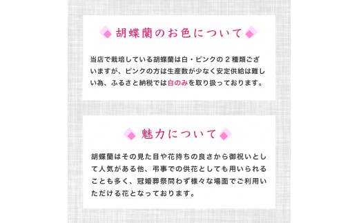 胡蝶蘭 3本立て スタンダード お祝い 須崎洋蘭園 SY002