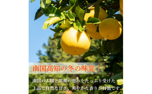 【早期予約開始!!2026年2月頃より順次発送】浦ノ内特産 土佐文旦 10kg 優品 2L ･ 3L 混合 | 果物 フルーツ 文旦 ぶんたん ブンタン みかん 蜜柑 柑橘 文旦 大玉 10キロ 人気 ランキング 数量限定 期間限定 早期予約産地直送 生産農家直送 明神果樹園 高知県 須崎市 MKJ006_x