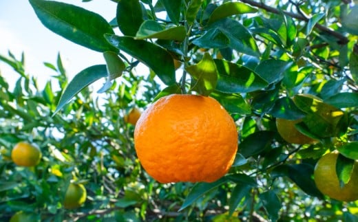 ポンカン 5kg 秀品 早期受付 2026年1月中旬より順次発送 産地直送 大人気 浦ノ内地区産 贈答 ギフト 椪柑 柑橘 フルーツ 果物 くだもの 果実 みかん デザート 贅沢 高知県 須崎市 HK004 秀品