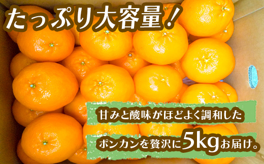 【早期予約開始】 2026年1月中旬より順次発送 ポンカン 訳あり 5kg サイズ混合 家庭用 立目 ブランド 果物 フルーツ 冬 柑橘 2026年 収穫分 みかん 蜜柑 デザート 高知県 須崎市 TMS001 5kg訳あり(サイズ混合)