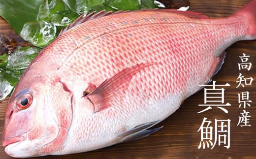 鯛 漬け丼 60g × 4パック | 海鮮 丼 醤油漬け 活き締め タイ マダイ 真鯛 惣菜 漬丼 お手軽 おかず 魚 刺身 小分け ギフト 人気 加工品 お茶漬け 冷凍 時短 国産 産地直送 みなみ丸 高知県 須崎市