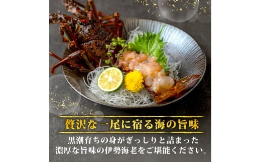 伊勢海老 1.5kg以上 イセエビ 伊勢エビ 海老 エビ ギフト 贈答 贈り物 天然 魚介 海の幸 鮮魚 刺身 刺し身 お造り 姿造り 焼き物 汁物 味噌汁 鍋 冷蔵 高級 高知県 須崎市 GK017 1.5kg