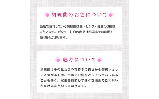【定期便3ヶ月】胡蝶蘭 5本立て ピンク スタンダード お祝い 須崎洋蘭園 SY2000_x ピンク スタンダード