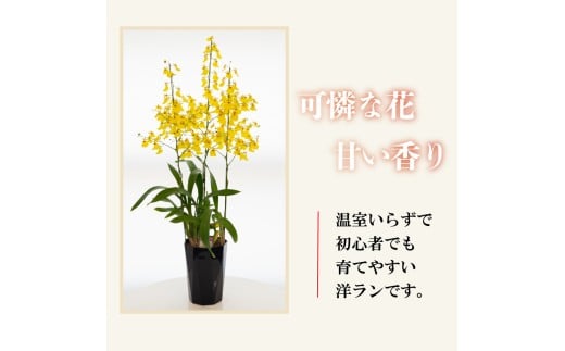 【12月から発送】オンシジューム 【 アロハ・イワナガ 】 １鉢 M~Lサイズ ラッピング無 【ラン】 1鉢 M~Lサイズ (ラッピング無)