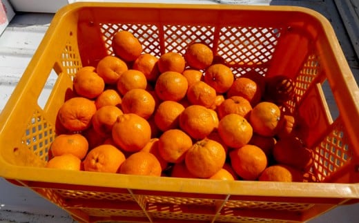 【早期予約 2026年1月中旬より順次発送】訳あり ぽんかん 4kg 家庭用 大小混合 不揃い 規格外 わけあり 高知県産 立目産 果物 フルーツ 柑橘 みかん 低農薬 高知県 須崎市