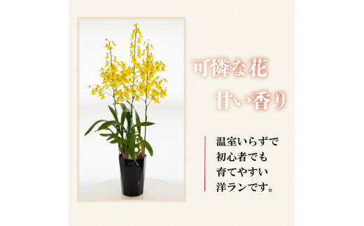 【定期便3ヶ月】 オンシジューム ( アロハ・イワナガ ) １鉢 M~L ラッピング有 お花 花 はな フラワー インテリア 鑑賞 洋ラン 鉢 栽培 園芸 ガーデニング 初心者向け KN2000 1鉢 M~Lサイズ (ラッピング有)