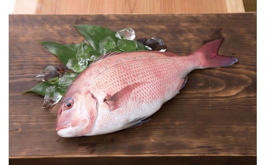 鯛 タイ 刺身 片身 鮮魚 日本最高峰評価のマダイ ブランド 海援鯛 魚 産地直送 高知県 須崎市