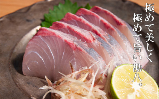 カンパチ 勘八 2節 セット | 極美勘八 人気 高級 魚 産地直送 新鮮 かんぱち しゃぶしゃぶ 鍋 照り焼き 刺し身 刺身 さしみ 生 冷蔵 高知県 須崎市 2節 16,000円