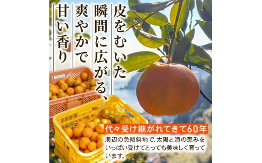 【早期予約】大人気 安和ポンカン 5kg 【ヤマデ農園】 5kg訳あり