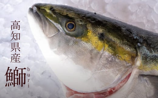 鰤 漬け丼 60g × 4パック | 海鮮 丼 醤油漬け 活き締め ブリ ぶり 惣菜 漬丼 お手軽 おかず 魚 刺身 小分け ギフト 人気 加工品 お茶漬け 冷凍 時短 国産 産地直送 みなみ丸 高知県 須崎市