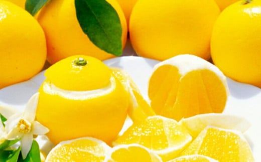 【訳あり】小夏 (日向夏) ヘルシー小夏ちゃん 3kg 2026年5月末から発送  | 家庭用 期間 数量 限定 旬 人気 果物 くだもの 柑橘 フルーツ みかん ジュース 高知県 須崎市 KYM009