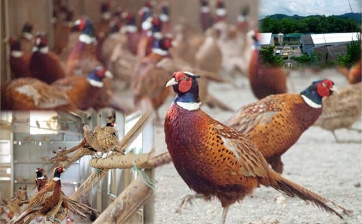 最高級 キジ鍋 セット キジ肉 と オーガニック 葉 にんにく の 豪華 10点 鍋セット 鍋 お鍋 鳥肉 肉 とりにく パック おかず ジビエ 料理 有機栽培 有機 スープ 塩 塩だれ 辛味噌 味噌 セット つみれ つみれ鍋 冷凍 大量 大容量 高知県 須崎市 EA0802