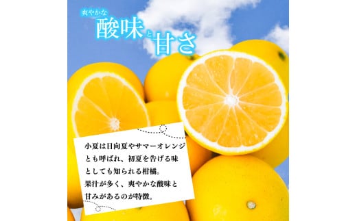【2026年4月より発送】 小夏 特上品 10kg 高知県産 早期予約 予約受付中 期間限定 季節限定 限定 旬 みかん ミカン サマーオレンジ 贈答用 贈り物 プレゼント KJS021 10kg(特上品)