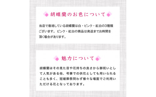 須崎洋蘭園 胡蝶蘭 紅白 3本立て スタンダード 紅白 3本立て スタンダード