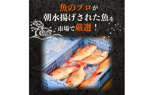 【魚屋のプロが厳選！】 鮮魚 BOX 2kg 2kg