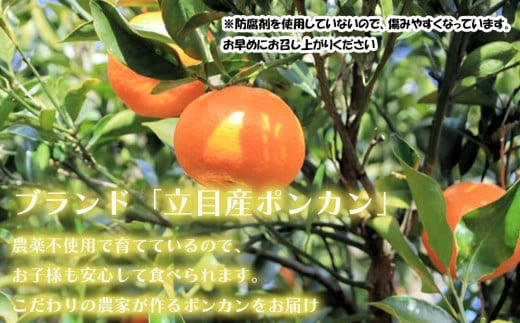 【 早期予約開始 】ポンカン 2026年1月下旬 発送 秀品 贈答用 10kg 無農薬 ブランド サイズ混合 家庭用 立目産ぽんかん 柑橘 高知県 須崎市 MO006 10kg秀品