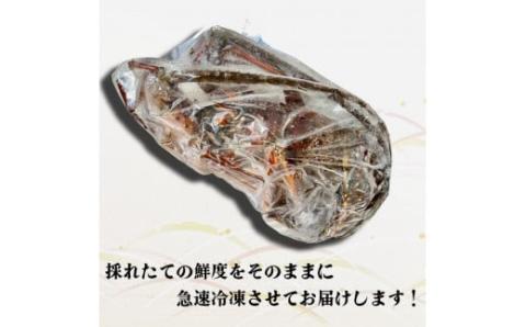 【2025年4月より順次配送】超特大伊勢海老 800g以上を1尾 【高知県】