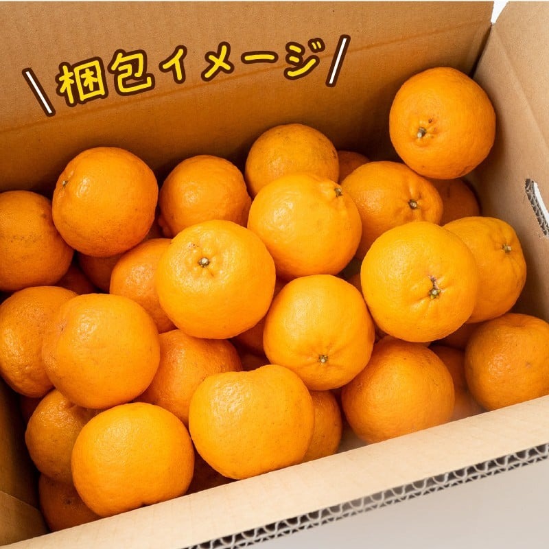 【2026年1月より順次発送】浦ノ内 ポンカン5kg 秀品 2025年度収穫分