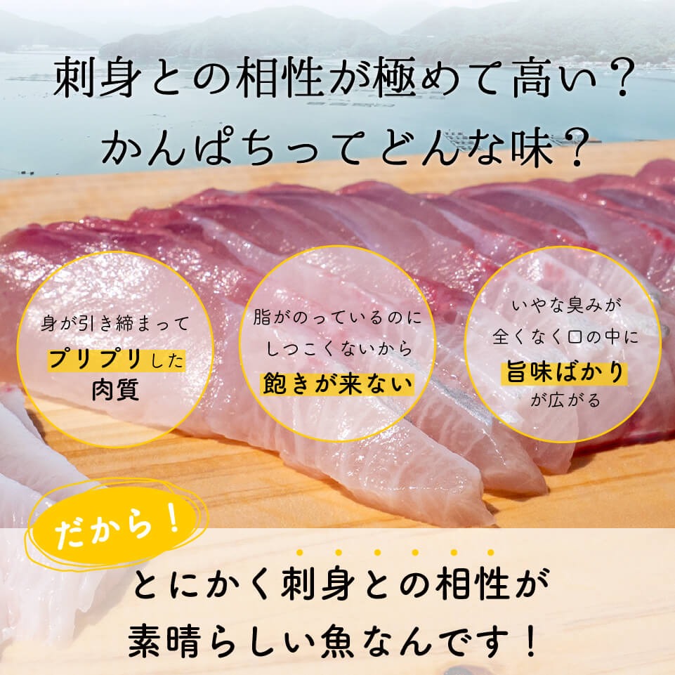 高級カンパチ 「須崎勘八」 まるごと１尾