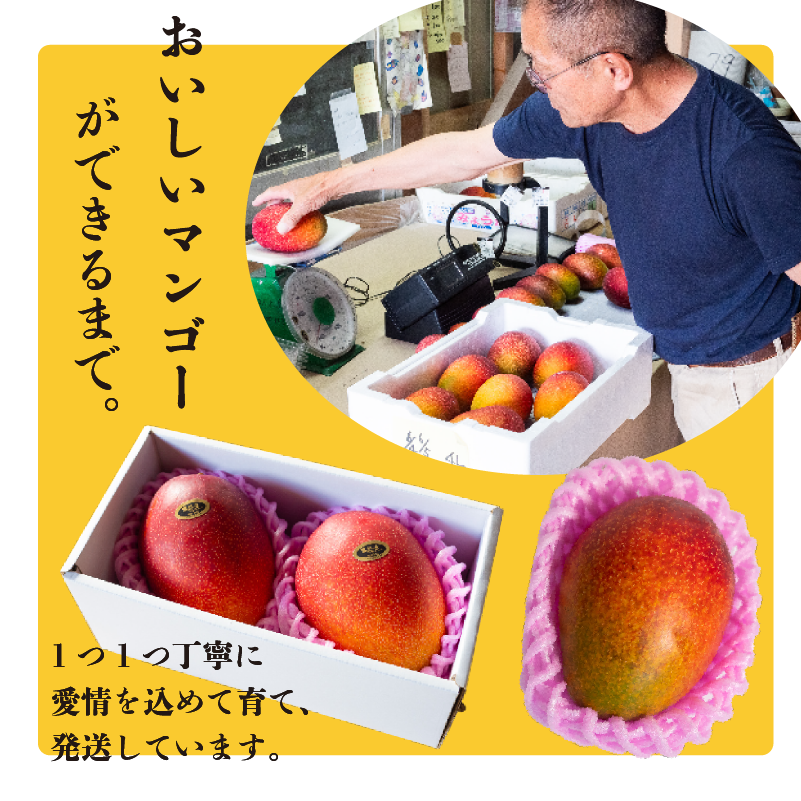 【早期予約】《2026年5月中旬から発送》マンゴー 秀品 2~4玉 900g 果物 完熟 フルーツ 完熟マンゴー 期間限定 ギフト 贈答用 ふるさと納税マンゴー 甘味 デザート 甘い 産地直送 高知県 須崎市