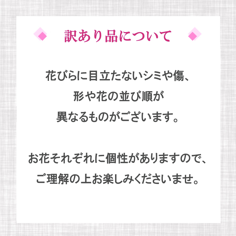 【訳あり】須崎洋蘭園 胡蝶蘭 白 3本立て ハイグレード