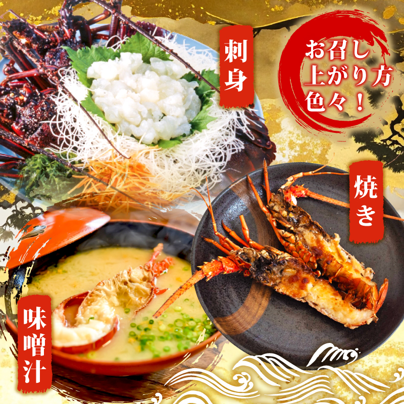 須崎産 冷凍 伊勢海老 200～300g｜伊勢海老 伊勢エビ 伊勢 海老 エビ イセエビ 刺身 味噌汁 鍋 ボイル エビフライ アレンジ可 新鮮 海鮮 高知県 須崎市 YI009