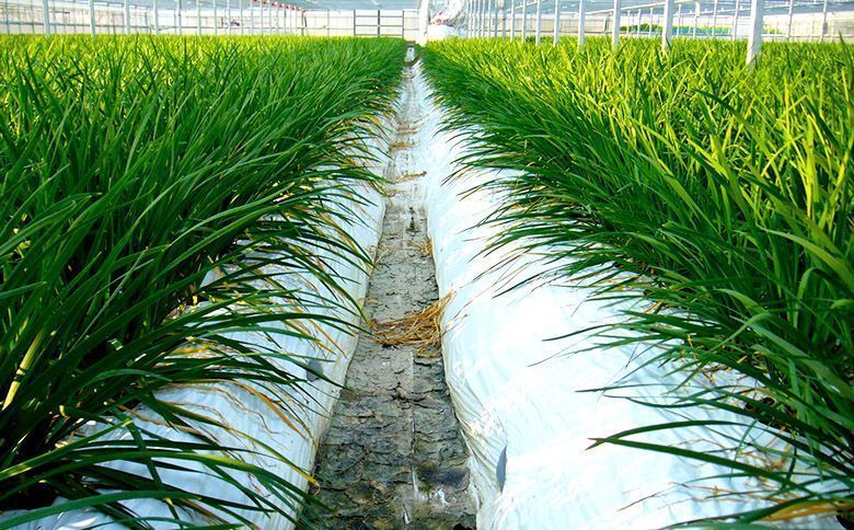 【酵素と微生物で土のリサイクル】 古い土を再生します！200Lバージョン