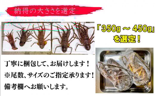 【吉岡の冷凍伊勢海老】 350g～450g 【高知県】