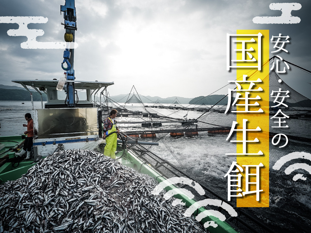 高級カンパチ 「須崎勘八」 お刺身用 半身