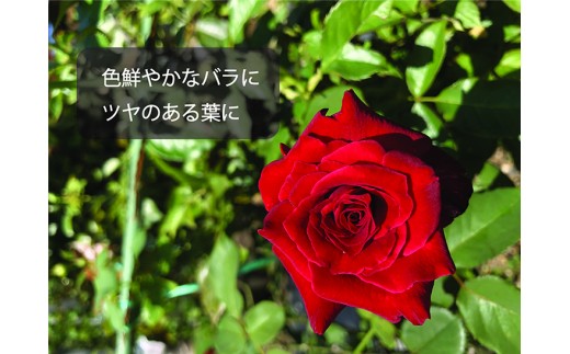 【園芸バラ女子セット】 バラ専用の土改良材と栄養スプレ