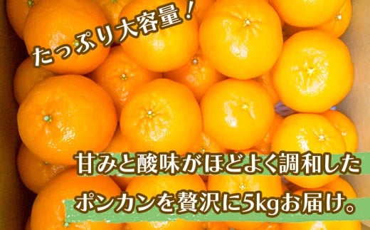 【 早期予約開始 】 ポンカン 訳あり 5kg 2026年 1月下旬より順次発送 収穫分 無農薬 ブランド サイズ混合 家庭用 立目産ぽんかん 柑橘 みかん 高知県 須崎市 MO004 5kg訳あり